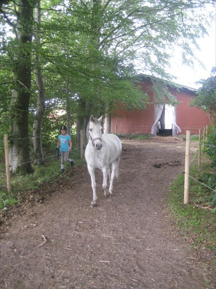 DSP Holmgaards Galant SOLGT ;( - Livet i løsdrift er lige noget for mig :) billede 10