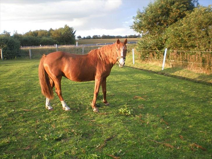 Irsk Sportspony Sweet Rosie O'Grady ( Rosie) [Savnet meget ] billede 16