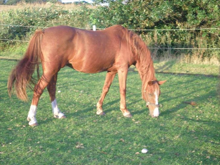 Irsk Sportspony Sweet Rosie O'Grady ( Rosie) [Savnet meget ] billede 17