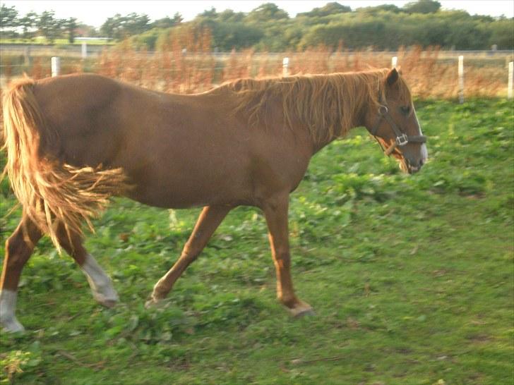 Irsk Sportspony Sweet Rosie O'Grady ( Rosie) [Savnet meget ] billede 18