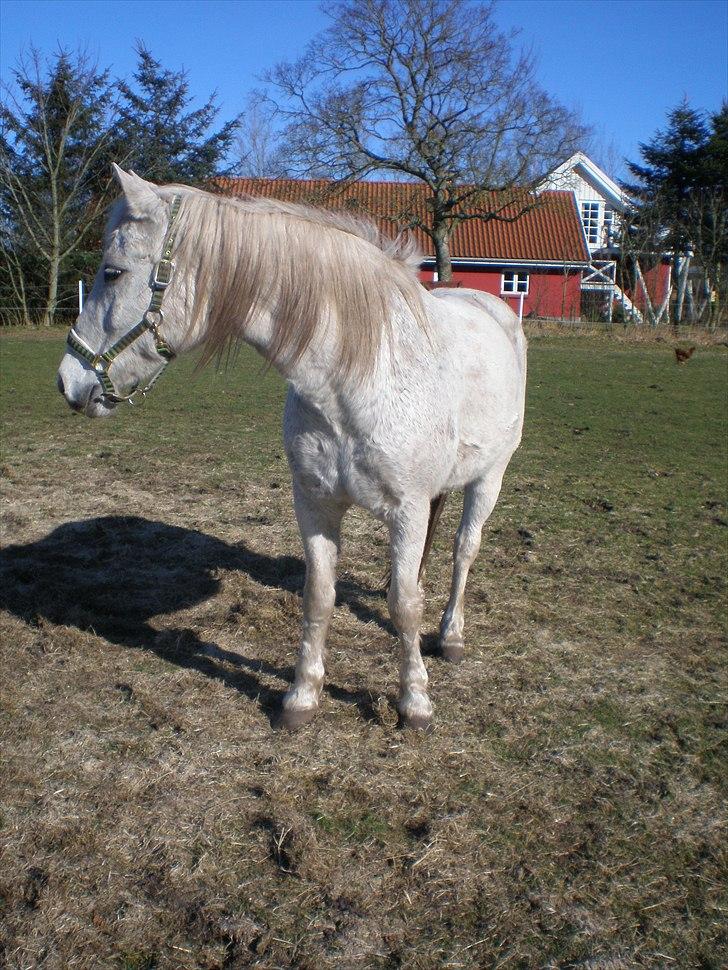 Connemara Hedegården's Sultan  [SAVNET UBESKRIVELIGT MEGET] - hvad sker  der over??? billede 18