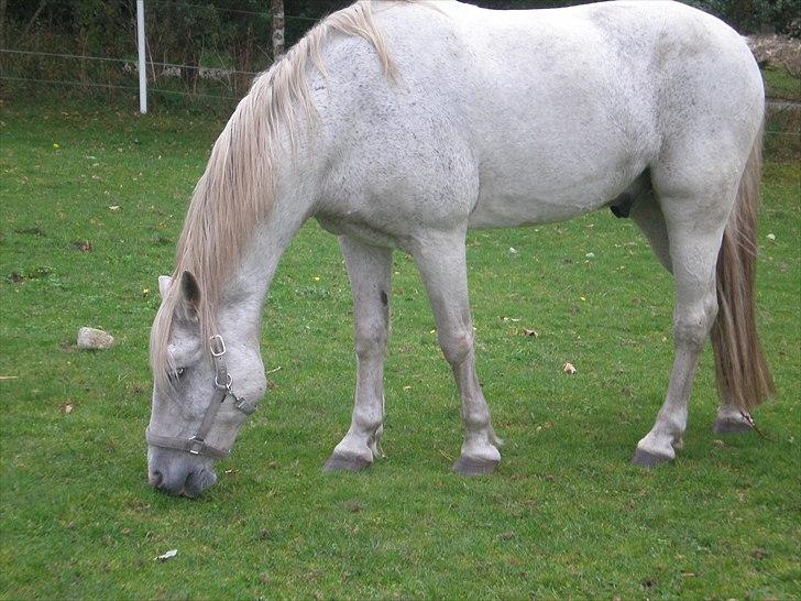 Connemara Hedegården's Sultan  [SAVNET UBESKRIVELIGT MEGET] - taget  d. 02 -10 -10 billede 19