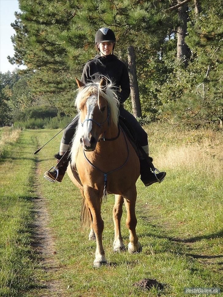 Haflinger Charlotte Lund*Trænet op* billede 1