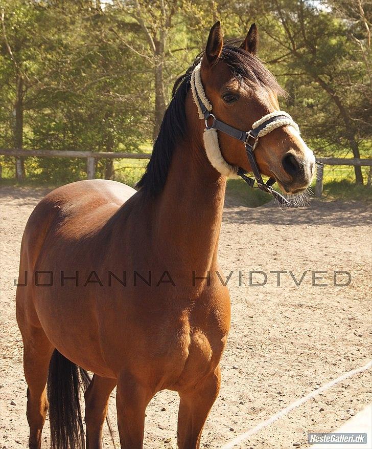 DSP - ELVITA <3 - "Skønhed er når, der intet er at fjerne, ændre, eller tilføje"

Du min Engel, min Engel, min Engel, Forevigt, Forevigt, Forevigt, Jeg Elsker, jeg Elsker, jeg Elsker kun Dig! Min Engel<3 Foto; Johanna d. 1 maj 2011 billede 6