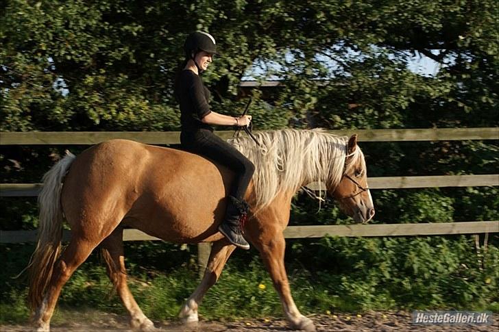 Haflinger Charlotte Lund*Trænet op* billede 2