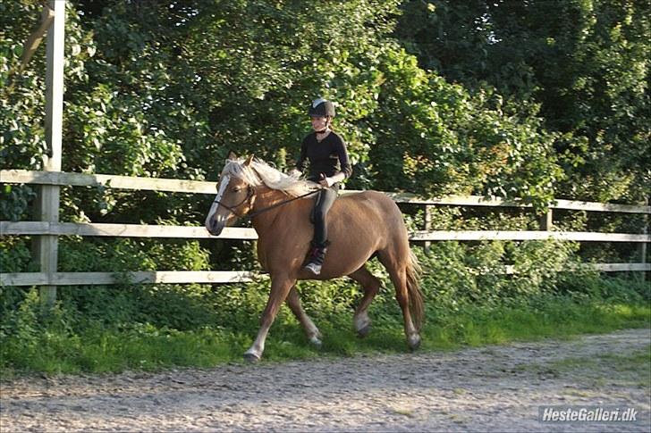 Haflinger Charlotte Lund*Trænet op* billede 3