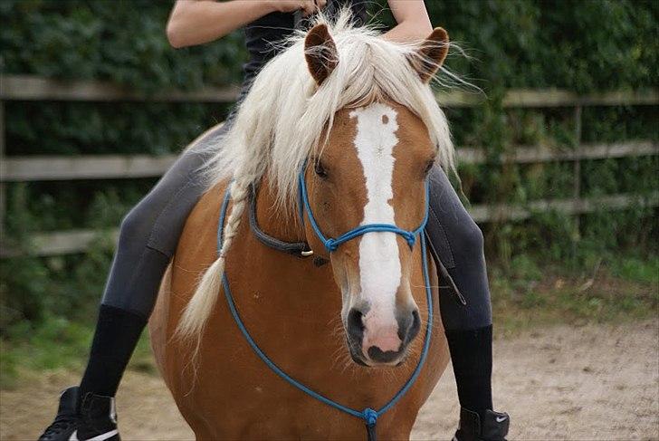 Haflinger Charlotte Lund*Trænet op* - Nyt! Smukkepigen ! <3 billede 4
