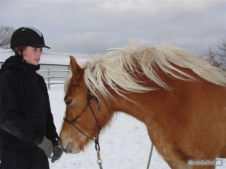 Haflinger Charlotte Lund*Trænet op* billede 5