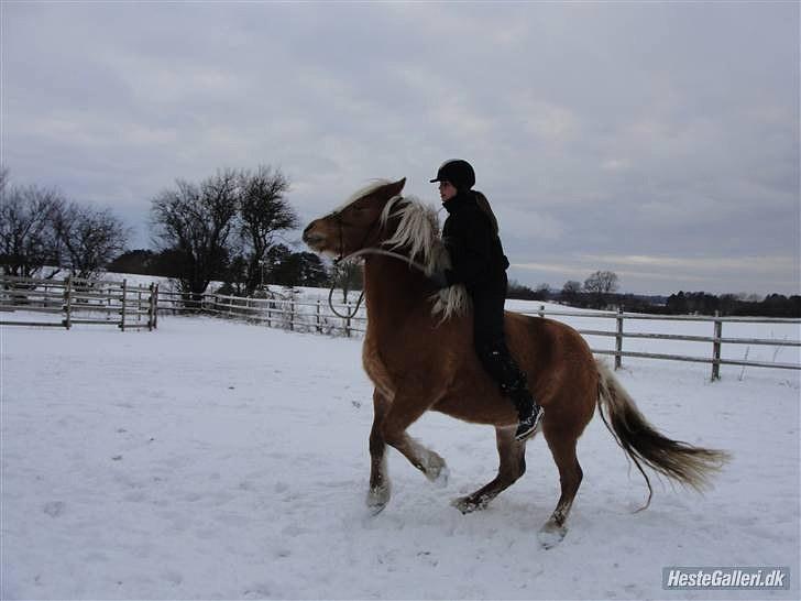 Haflinger Charlotte Lund*Trænet op* billede 6