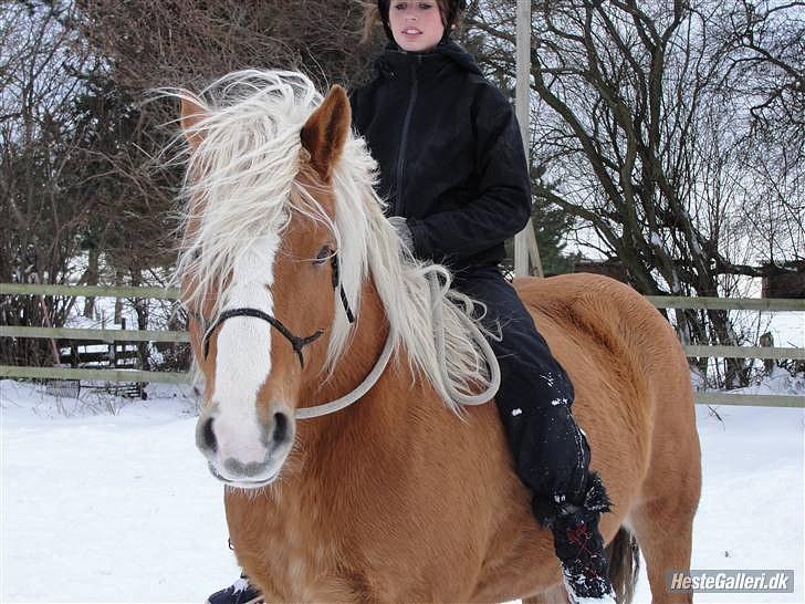 Haflinger Charlotte Lund*Trænet op* billede 7