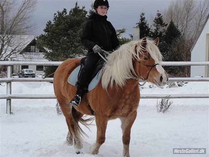 Haflinger Charlotte Lund*Trænet op* billede 8