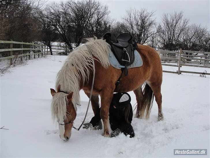 Haflinger Charlotte Lund*Trænet op* billede 9