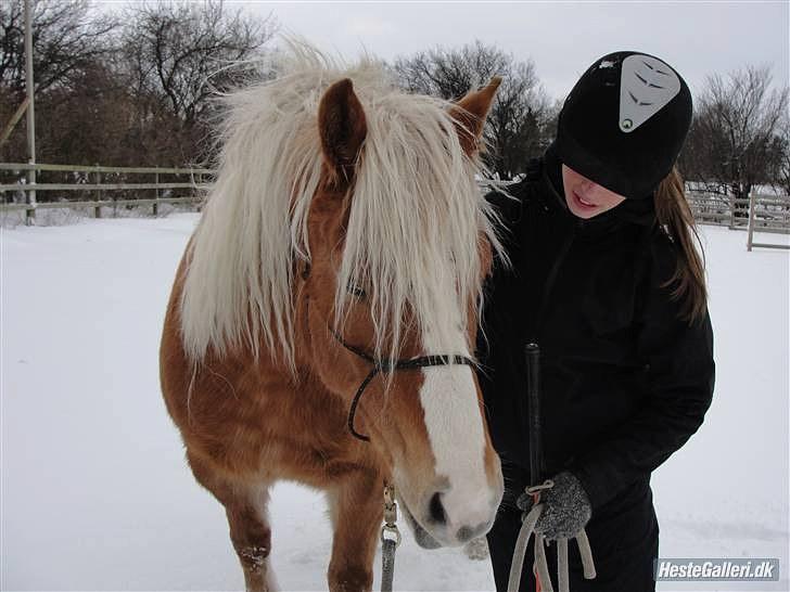 Haflinger Charlotte Lund*Trænet op* billede 10