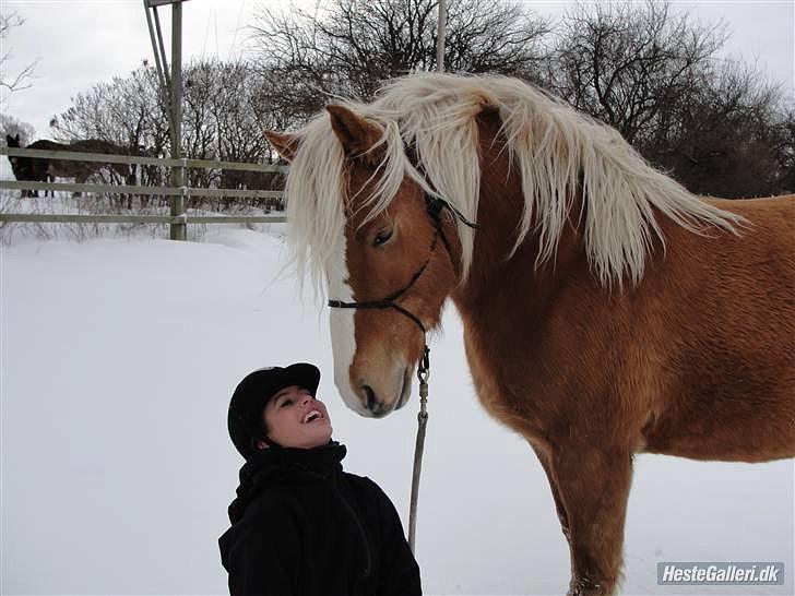 Haflinger Charlotte Lund*Trænet op* billede 11