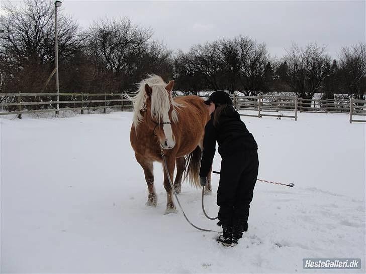 Haflinger Charlotte Lund*Trænet op* billede 12
