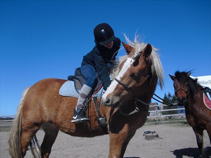 Haflinger Charlotte Lund*Trænet op* billede 13