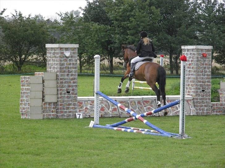 New Forest Stardust  - stævne 29 august 2010 billede 7