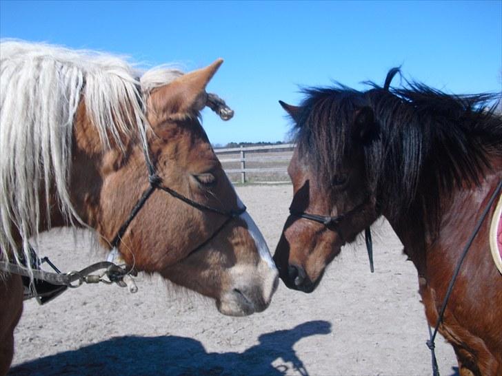 Haflinger Charlotte Lund*Trænet op* billede 14