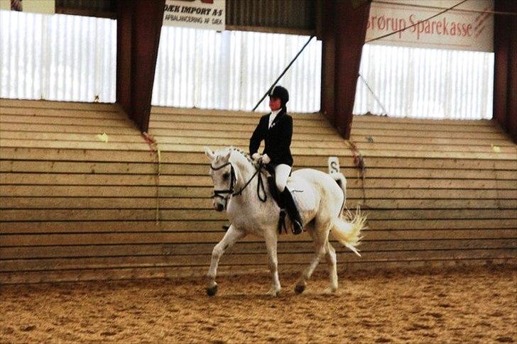 Anden særlig race Tristan Silver Boy  - LAR 5/3 2011 Foto: Berit Krintel -- La1 gik nogenlunde fint :-) billede 11