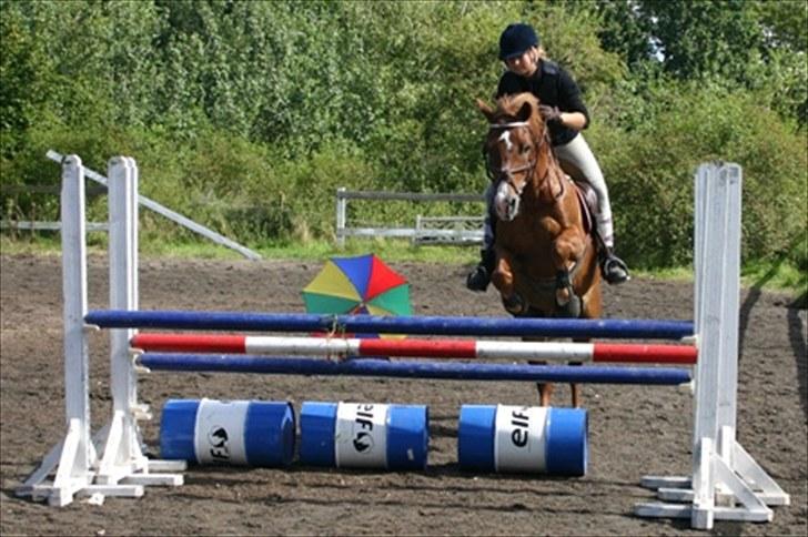 Anden særlig race Firebird       {SOLGT!} - Salgsbillede <3 Du er jordens bedste og fineste pony.. billede 11