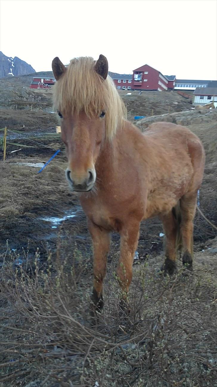 Islænder Geisli frá Hvammi II billede 17