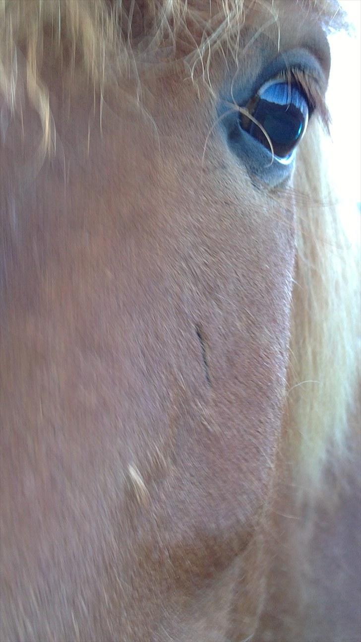 Islænder Geisli frá Hvammi II billede 18