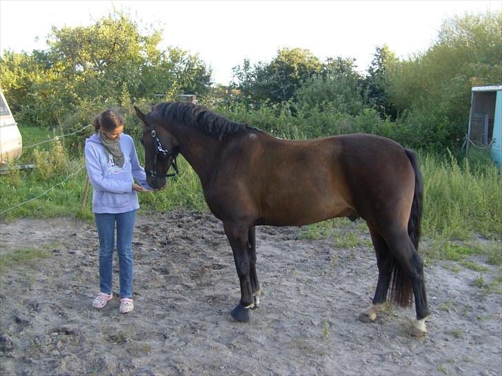 DSP Græsmarkens Major B-pony billede 19