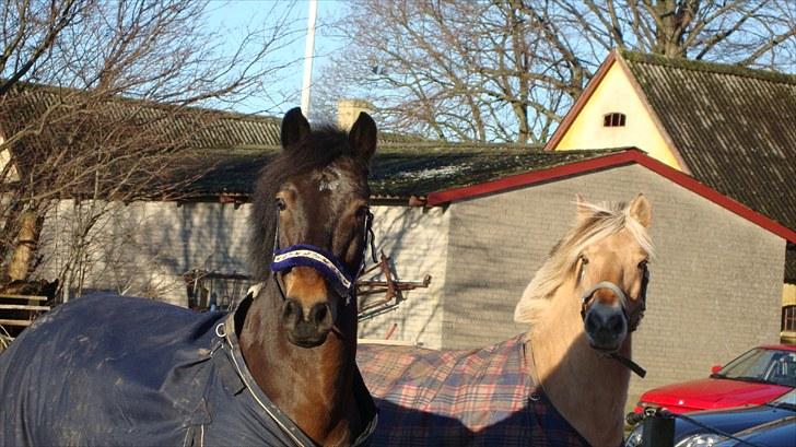 New Forest Romeo's Chicco - Jeg holder virkelig meget af dig ! :* billede 4