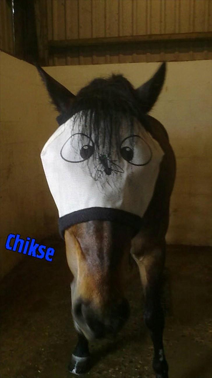 New Forest Romeo's Chicco - Jeg kunne skrive en hel bog med vores minder og oplevelser !
- Tak for dem alle ! ♥ billede 5