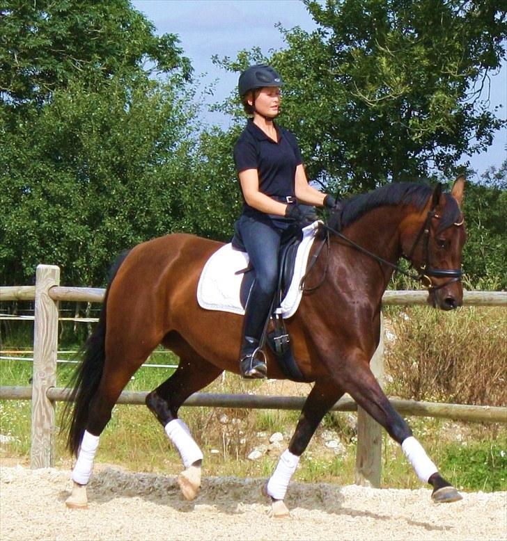 Dansk Varmblod Afrodite RDH (SOLGT)  billede 2