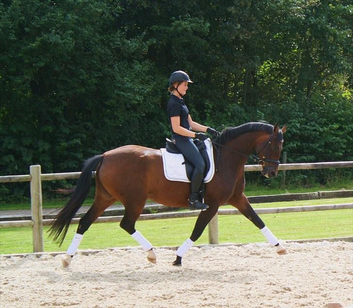 Dansk Varmblod Afrodite RDH (SOLGT)  billede 3