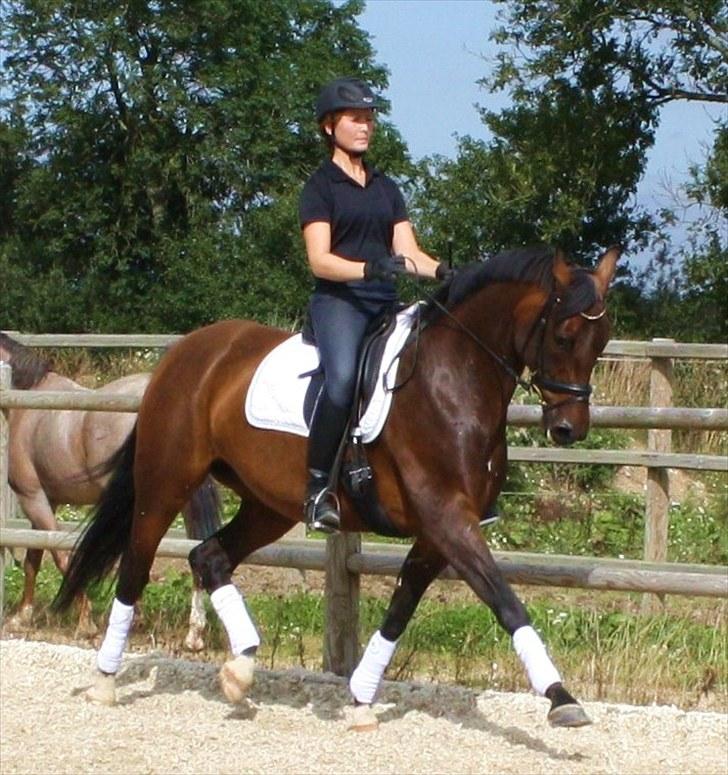 Dansk Varmblod Afrodite RDH (SOLGT)  billede 8