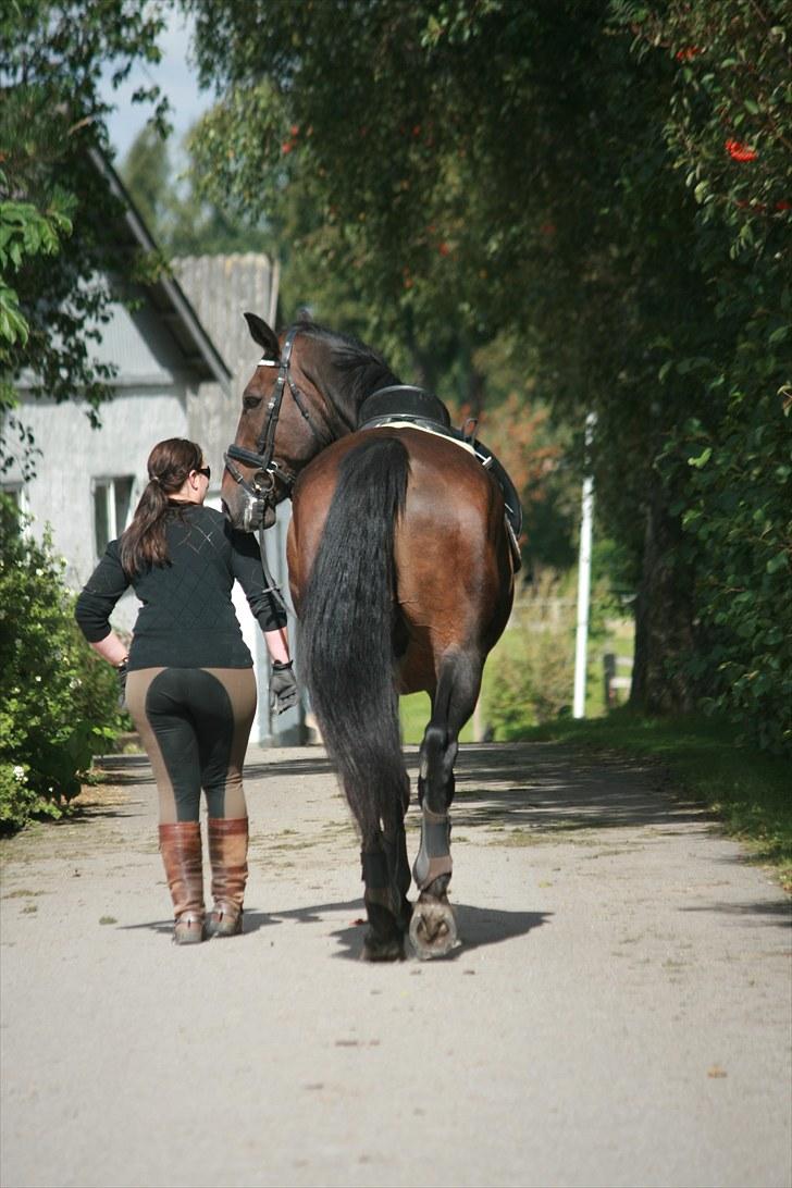 Oldenborg Skjaldhøj Tobias  - Foto: Pernille Carlsen billede 3