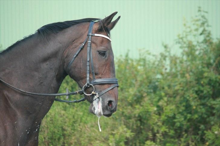 Oldenborg Skjaldhøj Tobias  - Foto: Pernille Carlsen billede 7