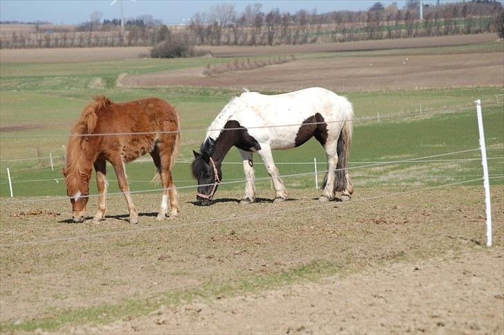 Anden særlig race Valbjerggaard's Casiopaia - Casiopaia på folden sammen med moar (: billede 17