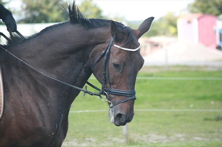 Oldenborg Skjaldhøj Tobias  - Foto: Pernille Carlsen billede 9