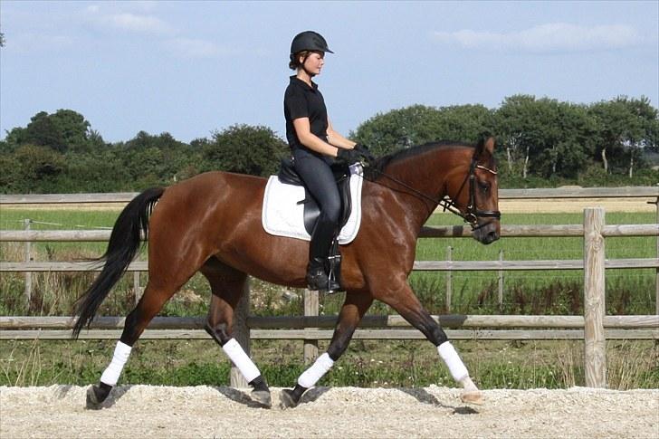 Dansk Varmblod Adeline RDH (SOLGT)  billede 1