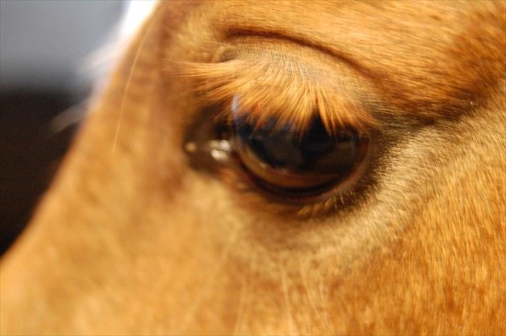 Anden særlig race Valbjerggaard's Casiopaia - Hendes smukke øje q:<3 billede 18