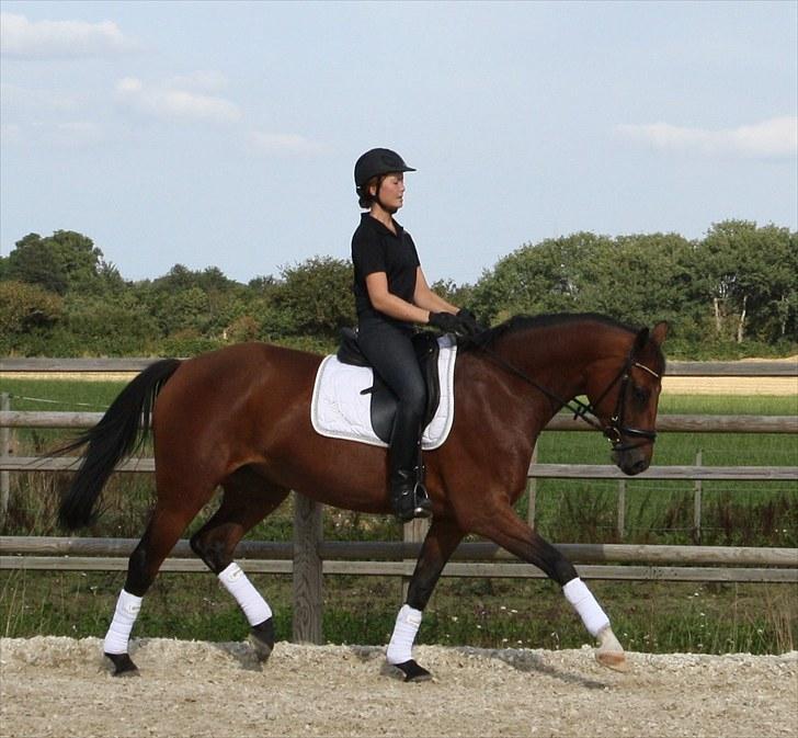 Dansk Varmblod Adeline RDH (SOLGT)  billede 2