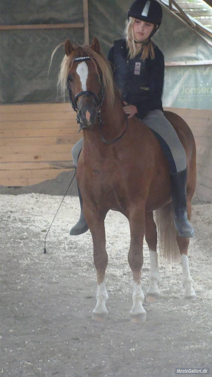 Anden særlig race Valbjerggaard's Casiopaia - Goldrush!:D - Casiopaia´s far (: billede 19