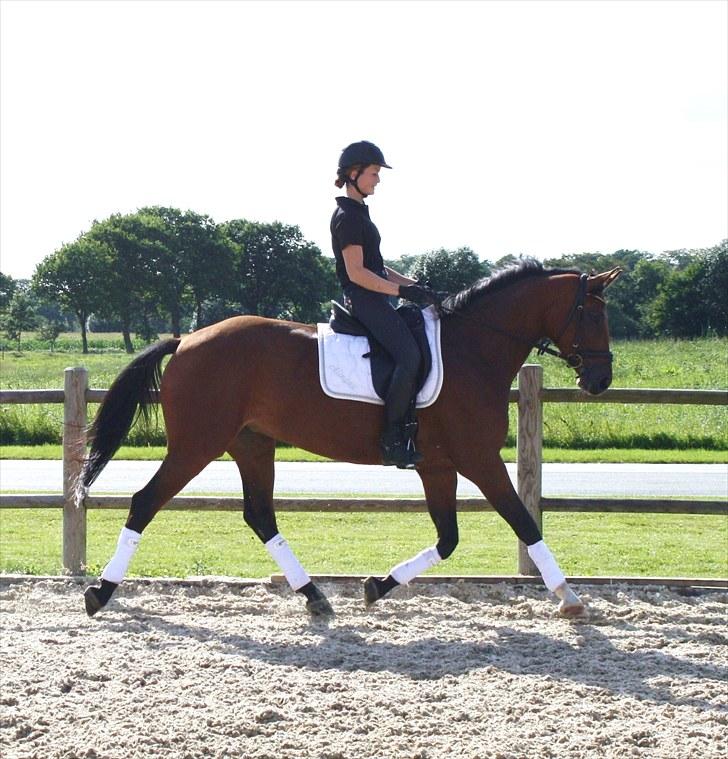 Dansk Varmblod Adeline RDH (SOLGT)  billede 4