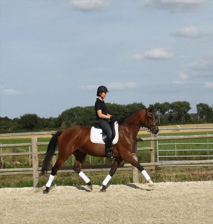 Dansk Varmblod Adeline RDH (SOLGT)  billede 5