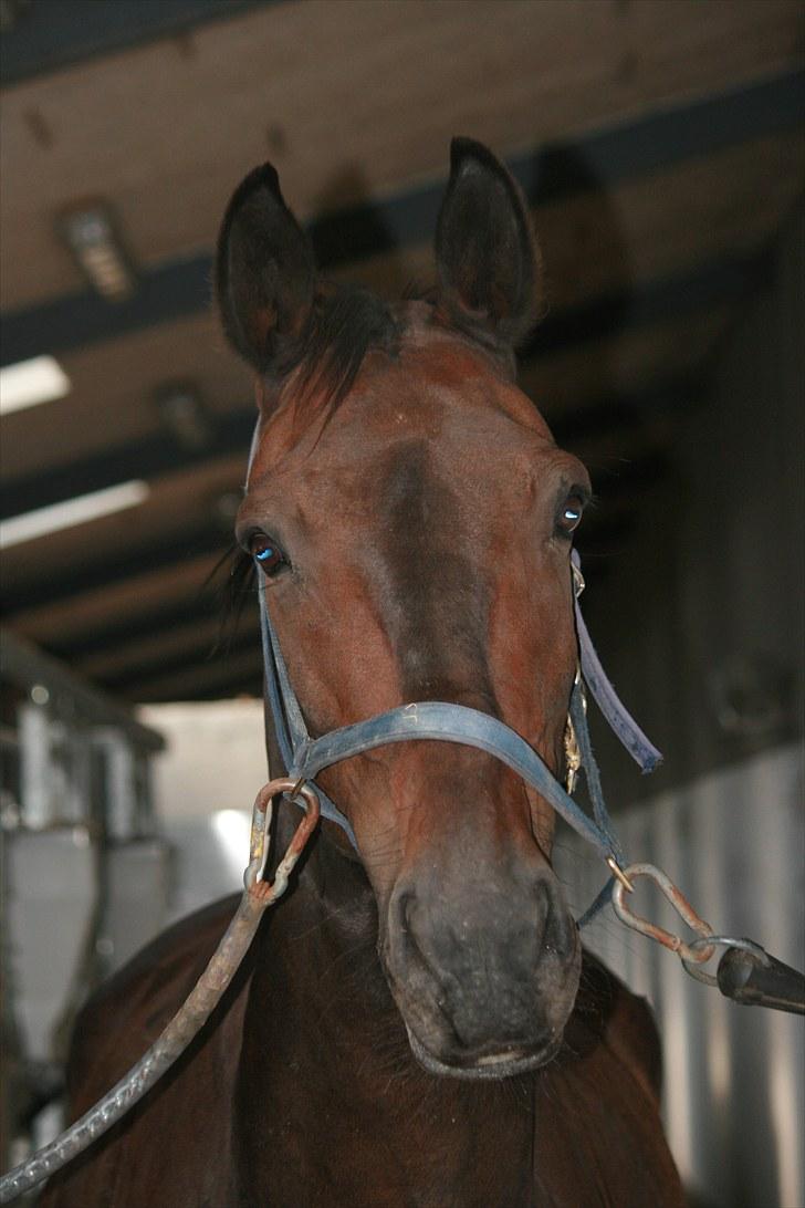 Oldenborg Skjaldhøj Tobias  - Foto: Pernille Carlsen billede 11