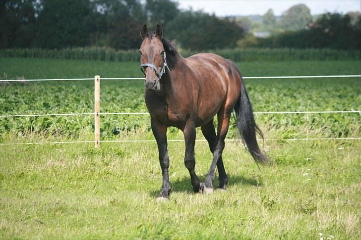 Oldenborg Skjaldhøj Tobias  - Foto: Pernille Carlsen billede 12