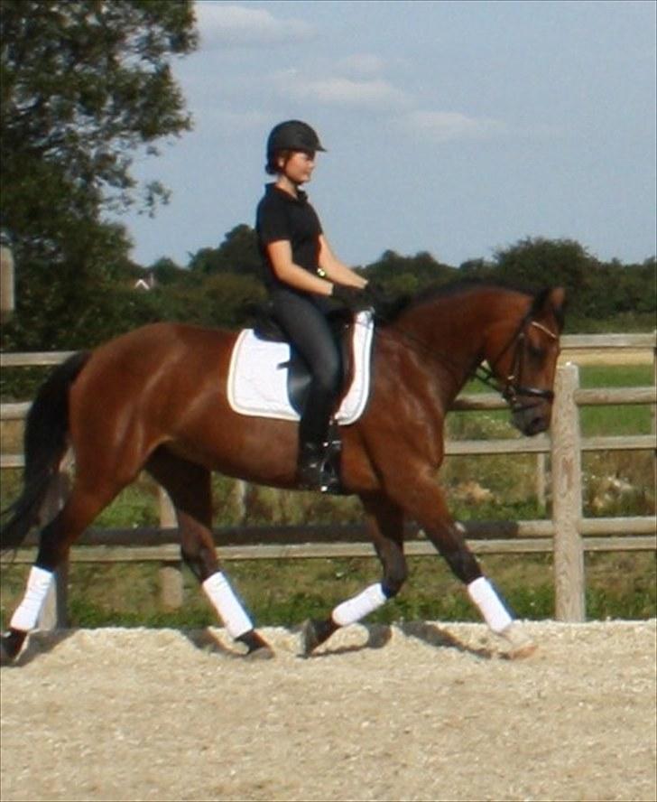 Dansk Varmblod Adeline RDH (SOLGT)  billede 8