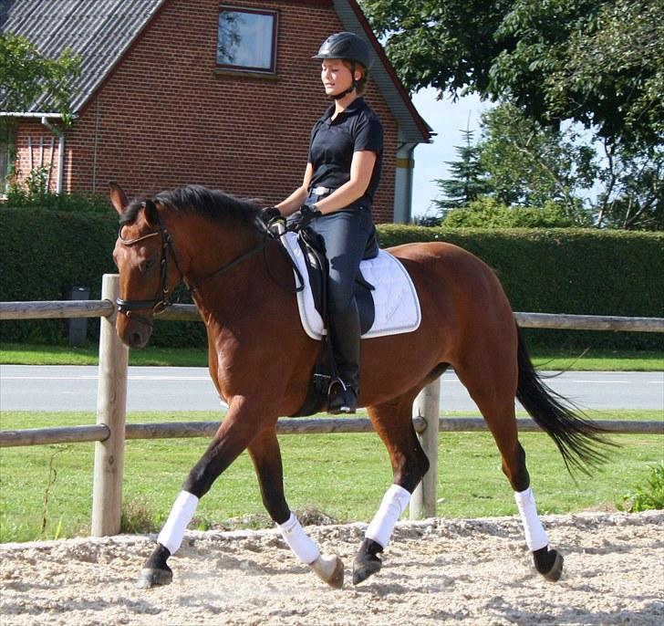 Dansk Varmblod Adeline RDH (SOLGT)  billede 10