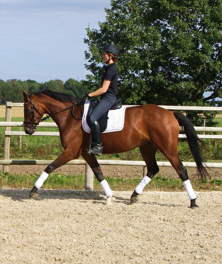 Dansk Varmblod Adeline RDH (SOLGT)  billede 11