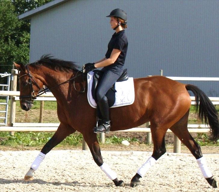 Dansk Varmblod Adeline RDH (SOLGT)  billede 12