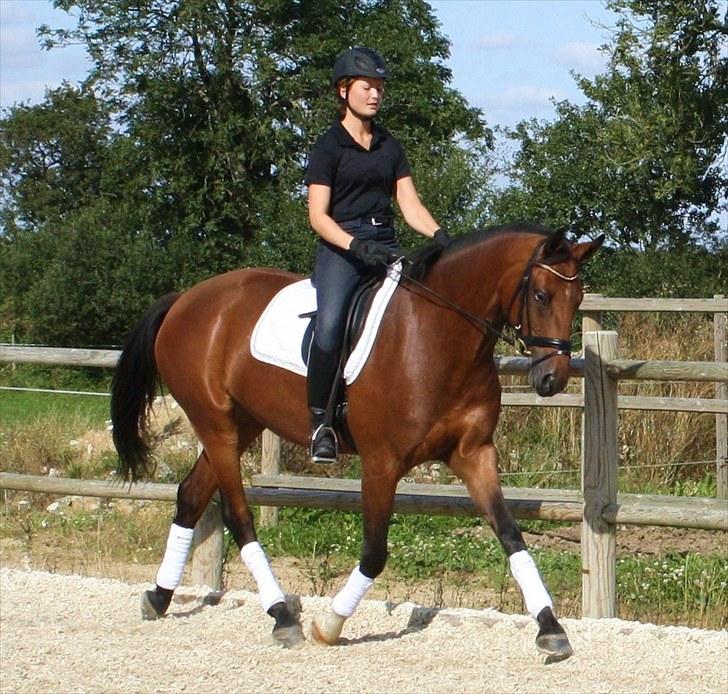 Dansk Varmblod Adeline RDH (SOLGT)  billede 13