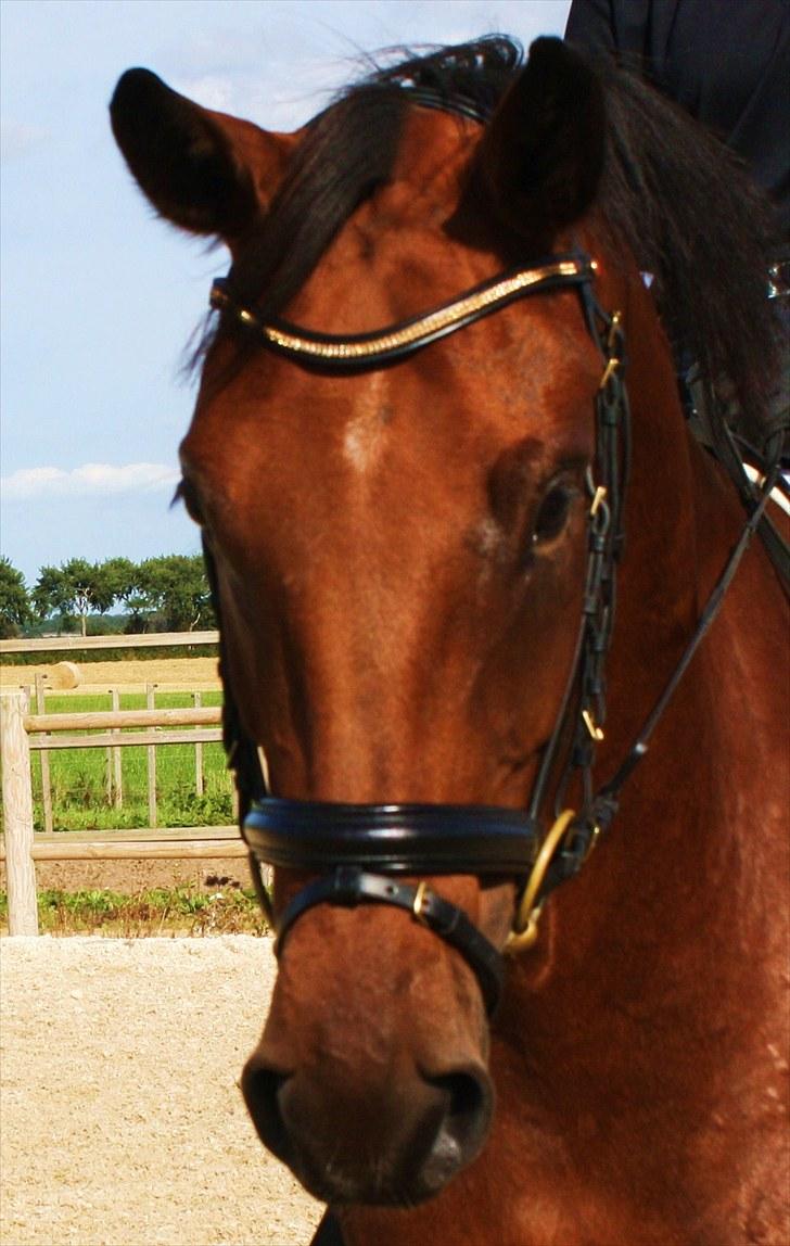 Dansk Varmblod Adeline RDH (SOLGT)  billede 14